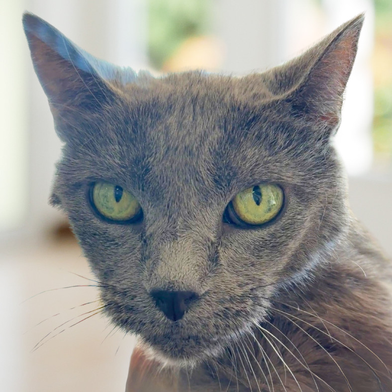 Midnight, an adoptable Russian Blue in Hemet, CA, 92543 | Photo Image 3