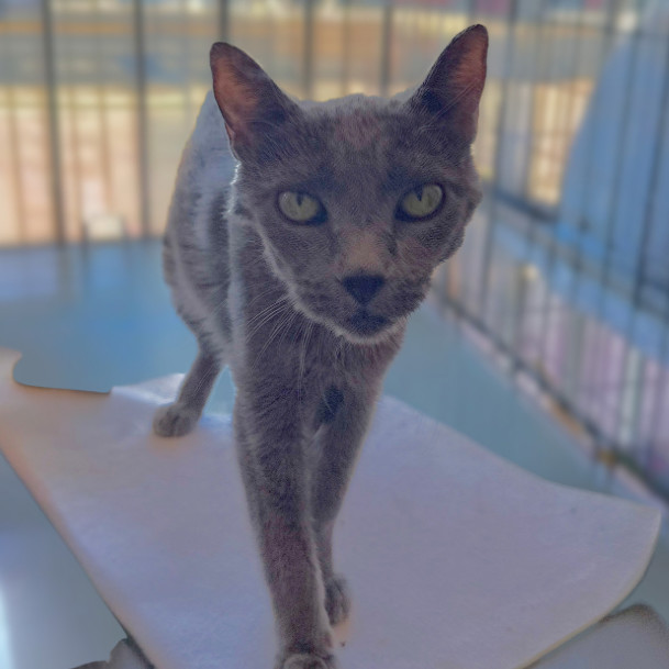 Midnight, an adoptable Russian Blue in Hemet, CA, 92543 | Photo Image 4