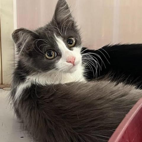 Noble, an adoptable Domestic Long Hair in Hemet, CA, 92543 | Photo Image 1