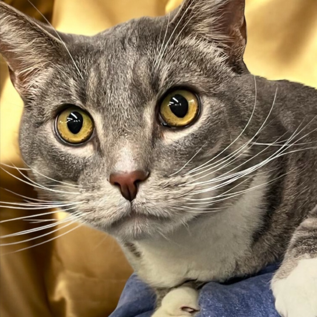 Rocky, an adoptable Domestic Short Hair in Hemet, CA, 92543 | Photo Image 1