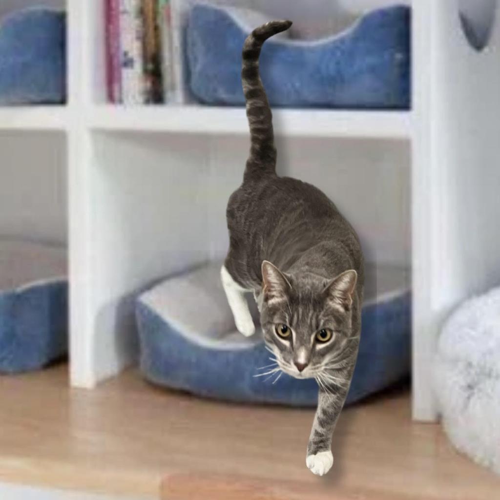 Rocky, an adoptable Domestic Short Hair in Hemet, CA, 92543 | Photo Image 2