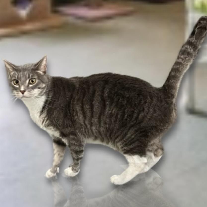 Rocky, an adoptable Domestic Short Hair in Hemet, CA, 92543 | Photo Image 3