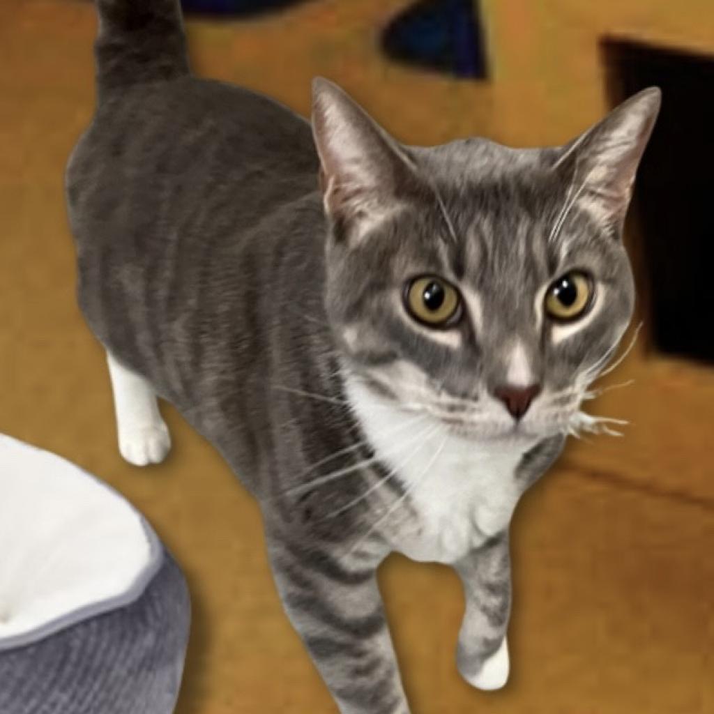 Rocky, an adoptable Domestic Short Hair in Hemet, CA, 92543 | Photo Image 4