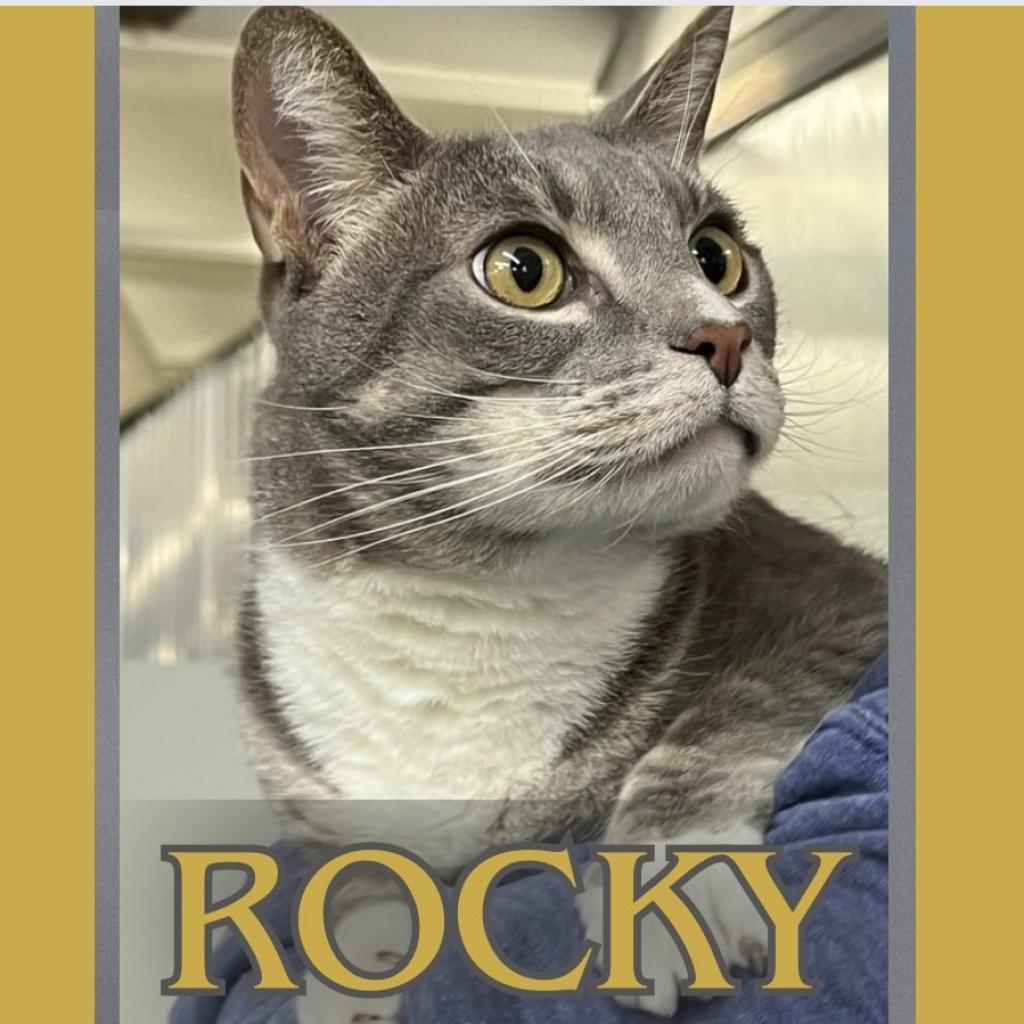 Rocky, an adoptable Domestic Short Hair in Hemet, CA, 92543 | Photo Image 5