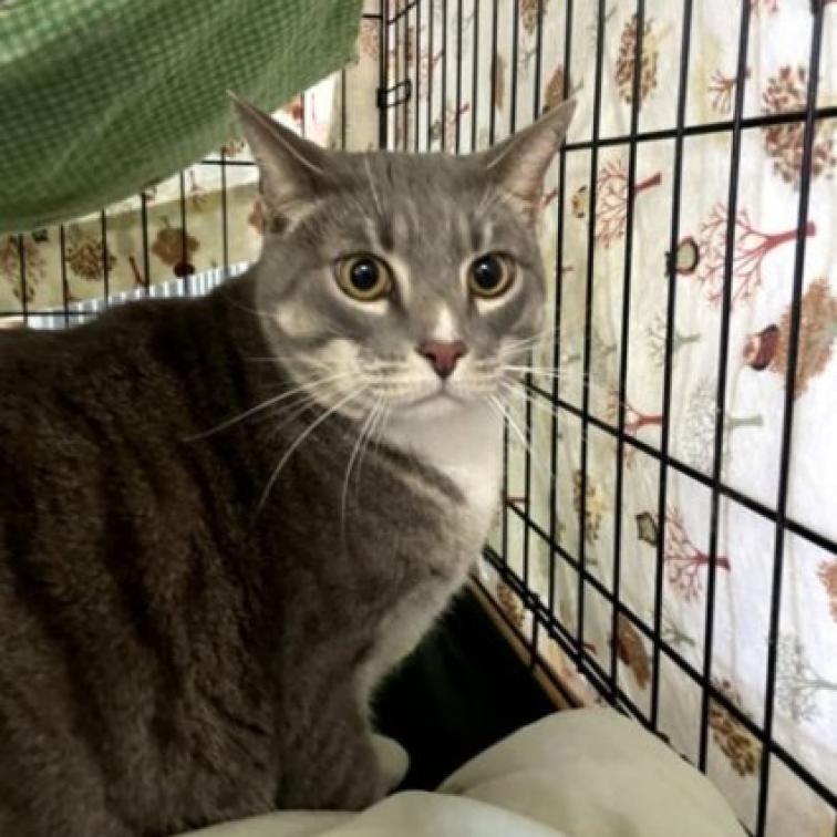 Rocky, an adoptable Domestic Short Hair in Hemet, CA, 92543 | Photo Image 6