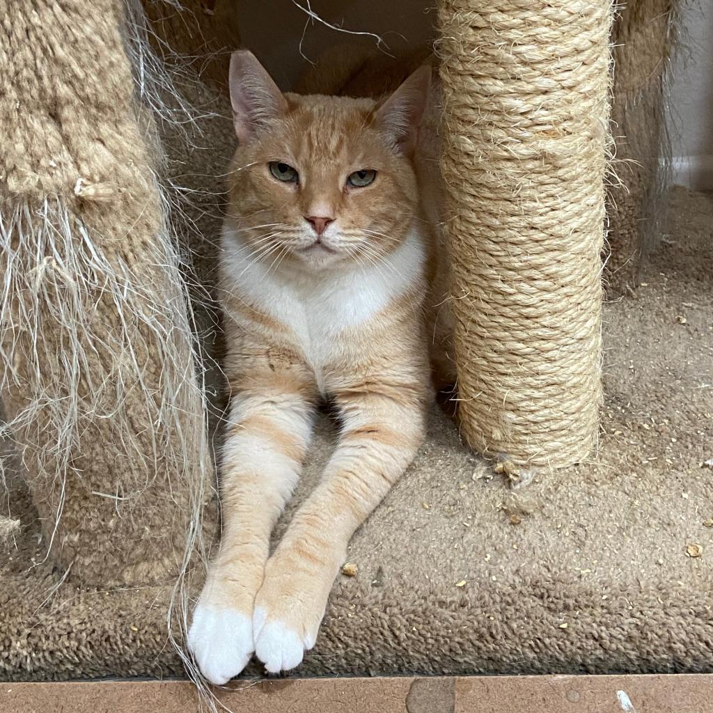Tiger, an adoptable Domestic Short Hair in Hemet, CA, 92543 | Photo Image 1