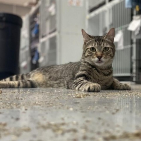 Ford, an adoptable Domestic Short Hair in Hemet, CA, 92543 | Photo Image 1