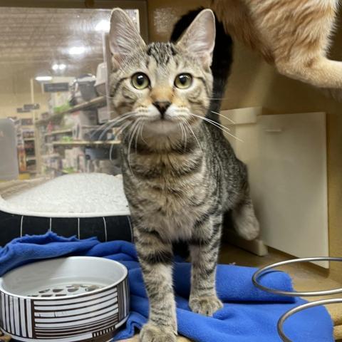 Ford, an adoptable Domestic Short Hair in Hemet, CA, 92543 | Photo Image 2