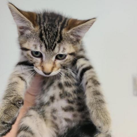 Ford, an adoptable Domestic Short Hair in Hemet, CA, 92543 | Photo Image 3