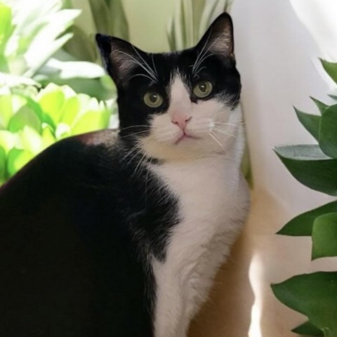 Sabrina, an adoptable Domestic Short Hair in Hemet, CA, 92543 | Photo Image 1