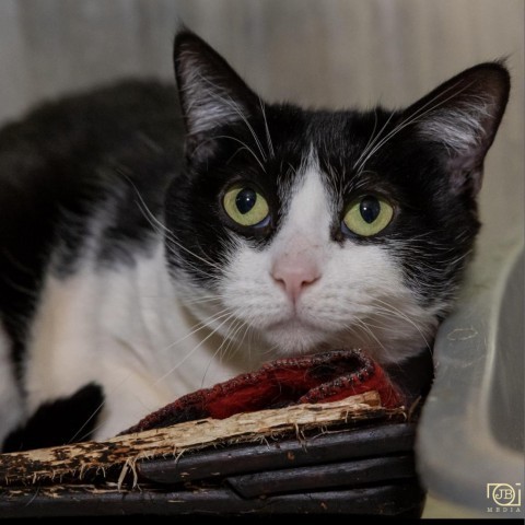 Sabrina, an adoptable Domestic Short Hair in Hemet, CA, 92543 | Photo Image 3