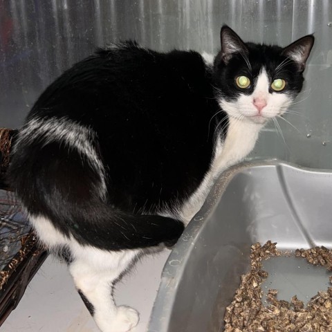 Sabrina, an adoptable Domestic Short Hair in Hemet, CA, 92543 | Photo Image 4