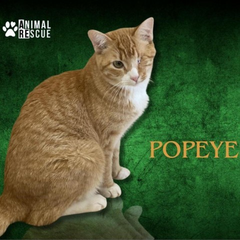 Popeye, an adoptable Domestic Short Hair in Hemet, CA, 92543 | Photo Image 1