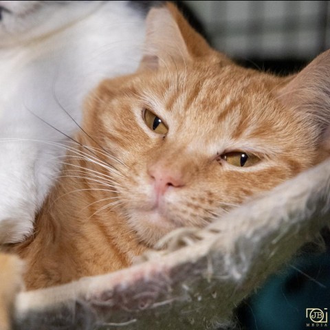 Simone, an adoptable Domestic Short Hair in Hemet, CA, 92543 | Photo Image 1