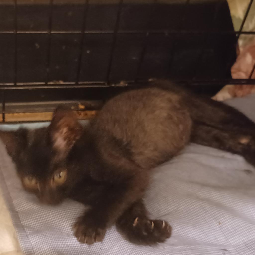 Pete, an adoptable Domestic Short Hair in Hemet, CA, 92543 | Photo Image 3