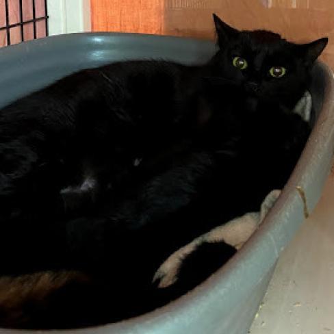 Calliope, an adoptable Domestic Short Hair in Hemet, CA, 92543 | Photo Image 2