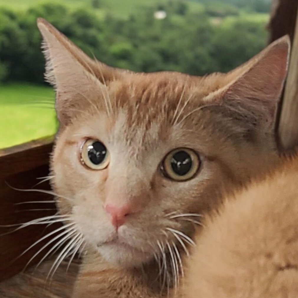 Spyro, an adoptable Domestic Short Hair in Hemet, CA, 92543 | Photo Image 1