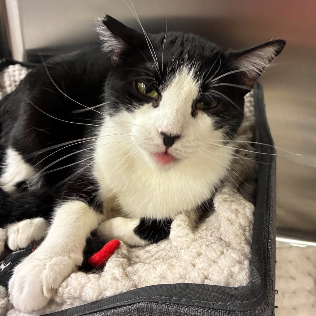 Yua, an adoptable Domestic Short Hair in Hemet, CA, 92543 | Photo Image 1