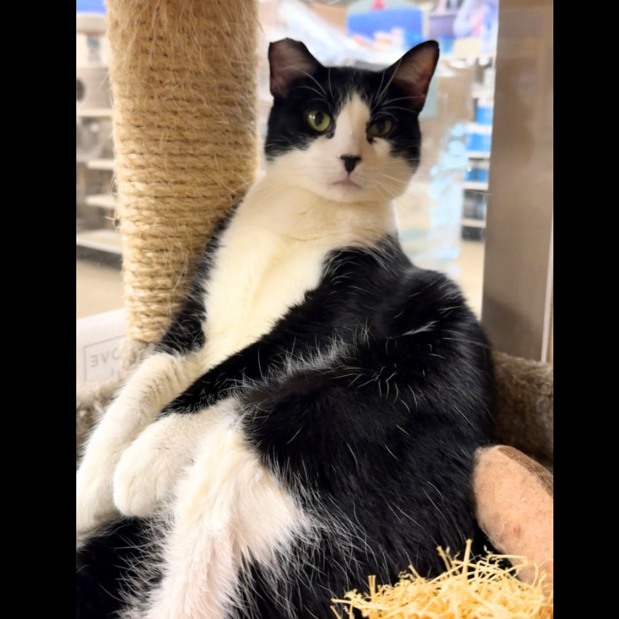 Yua, an adoptable Domestic Short Hair in Hemet, CA, 92543 | Photo Image 1