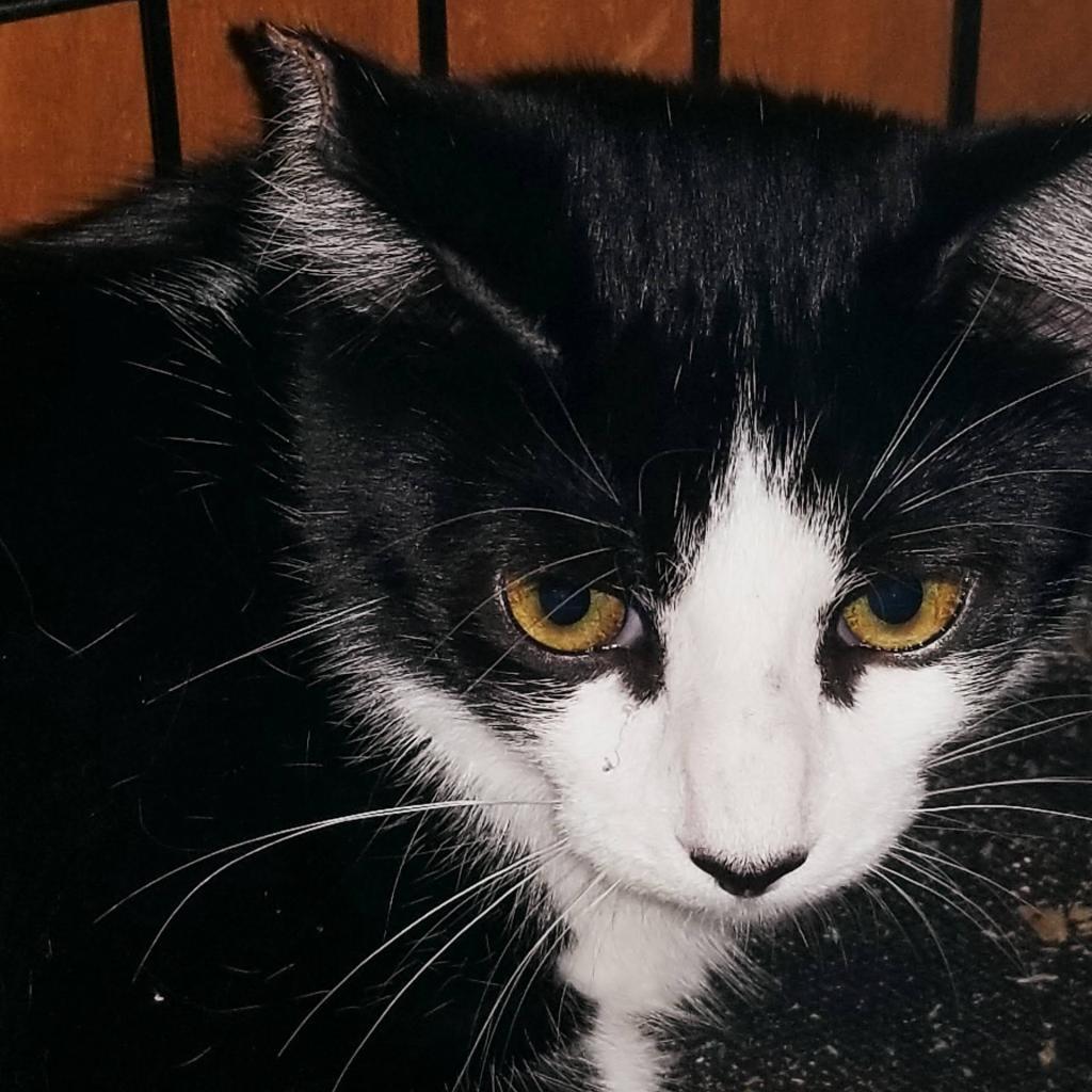 Yua, an adoptable Domestic Short Hair in Hemet, CA, 92543 | Photo Image 2