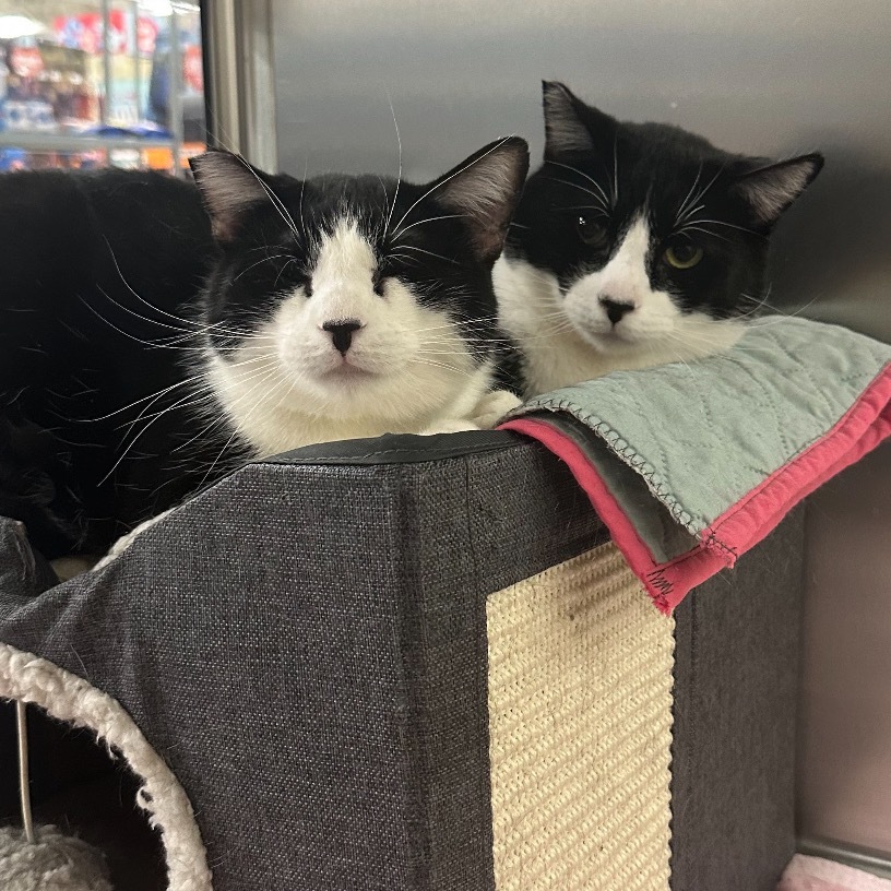 Yua, an adoptable Domestic Short Hair in Hemet, CA, 92543 | Photo Image 3
