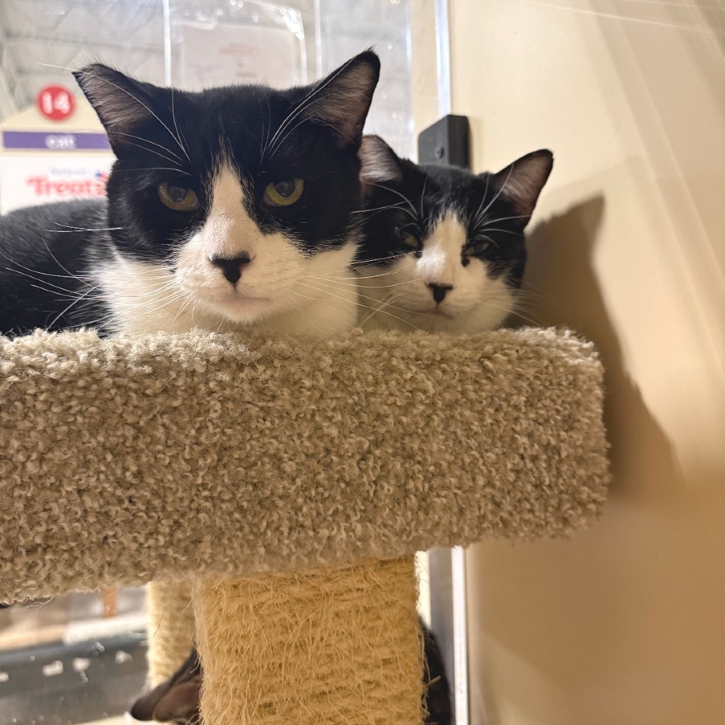 Yua, an adoptable Domestic Short Hair in Hemet, CA, 92543 | Photo Image 6