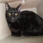 Elvira, an adoptable Domestic Short Hair in Hemet, CA, 92543 | Photo Image 2