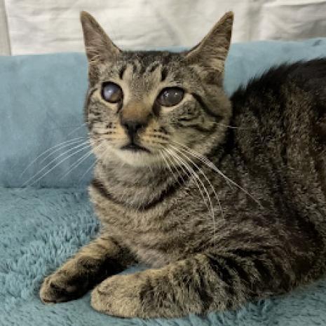 Cheerio, an adoptable Domestic Short Hair in Hemet, CA, 92543 | Photo Image 1