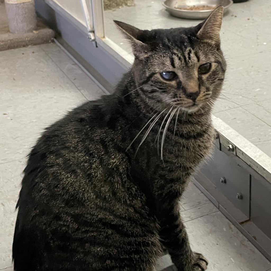 Cheerio, an adoptable Domestic Short Hair in Hemet, CA, 92543 | Photo Image 2