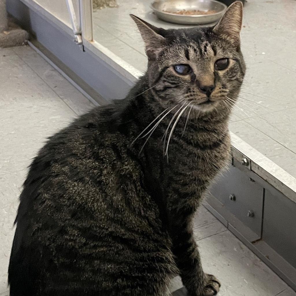 Cheerio, an adoptable Domestic Short Hair in Hemet, CA, 92543 | Photo Image 3