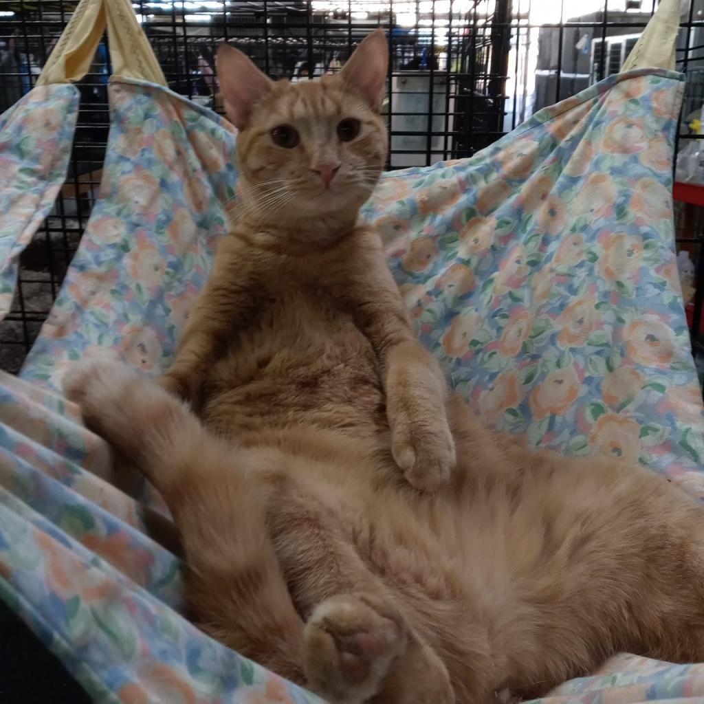 Metric, an adoptable Domestic Short Hair in Hemet, CA, 92543 | Photo Image 1