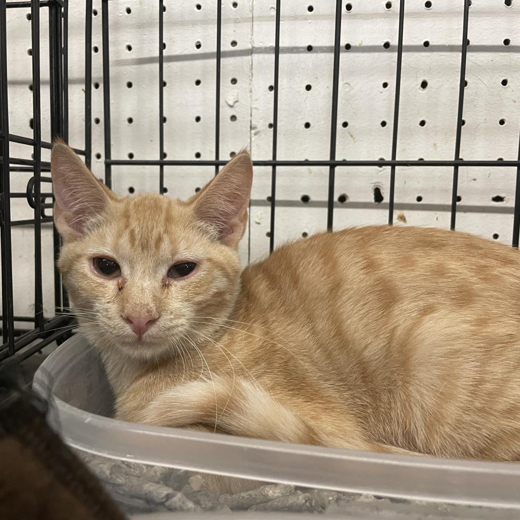 Metric, an adoptable Domestic Short Hair in Hemet, CA, 92543 | Photo Image 2