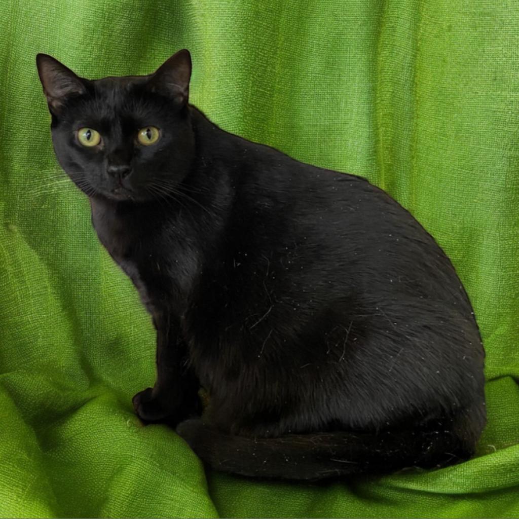 Pepper, an adoptable Domestic Medium Hair in Hemet, CA, 92543 | Photo Image 1