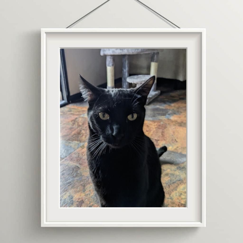 Clyde, an adoptable Domestic Short Hair in Hemet, CA, 92543 | Photo Image 1