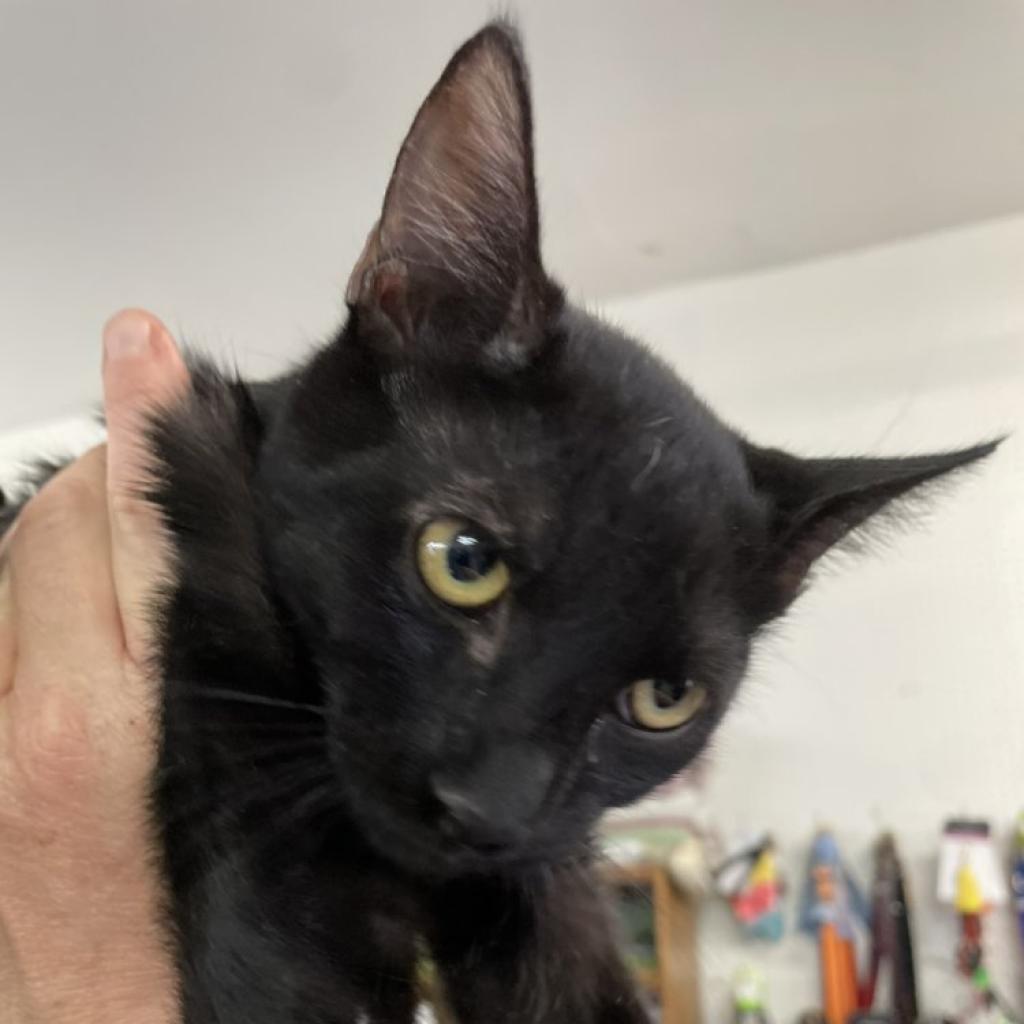Clyde, an adoptable Domestic Short Hair in Hemet, CA, 92543 | Photo Image 2