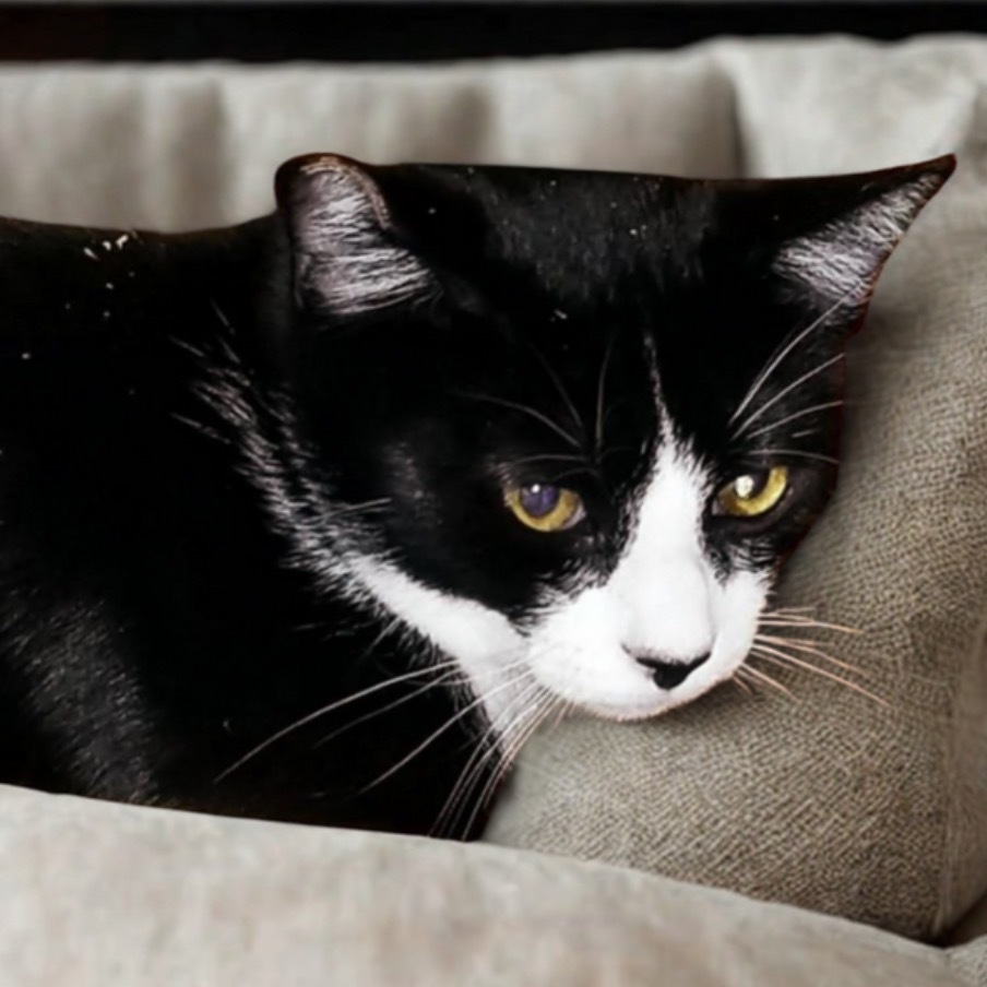 Mori, an adoptable Domestic Short Hair in Hemet, CA, 92543 | Photo Image 1