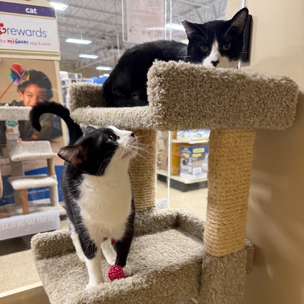 Mori, an adoptable Domestic Short Hair in Hemet, CA, 92543 | Photo Image 3