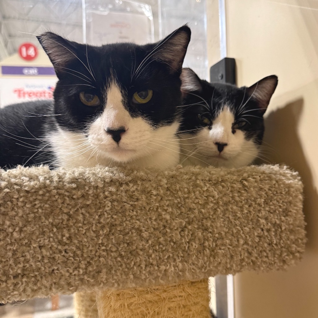 Mori, an adoptable Domestic Short Hair in Hemet, CA, 92543 | Photo Image 4