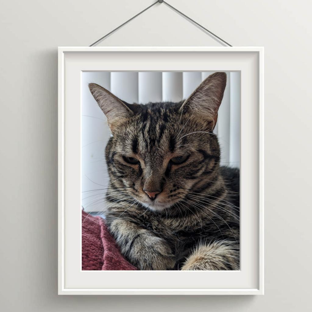 Bonnie, an adoptable Domestic Short Hair in Hemet, CA, 92543 | Photo Image 1