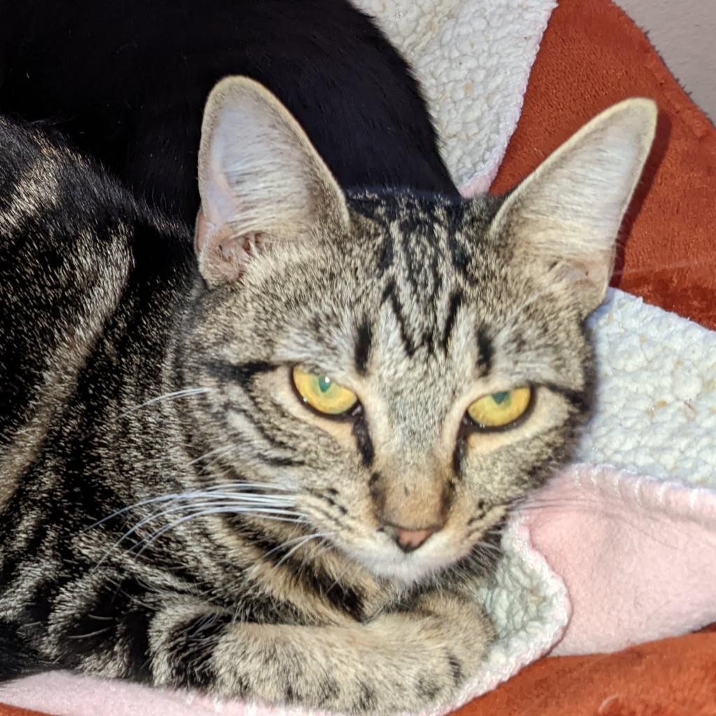 Bonnie, an adoptable Domestic Short Hair in Hemet, CA, 92543 | Photo Image 2