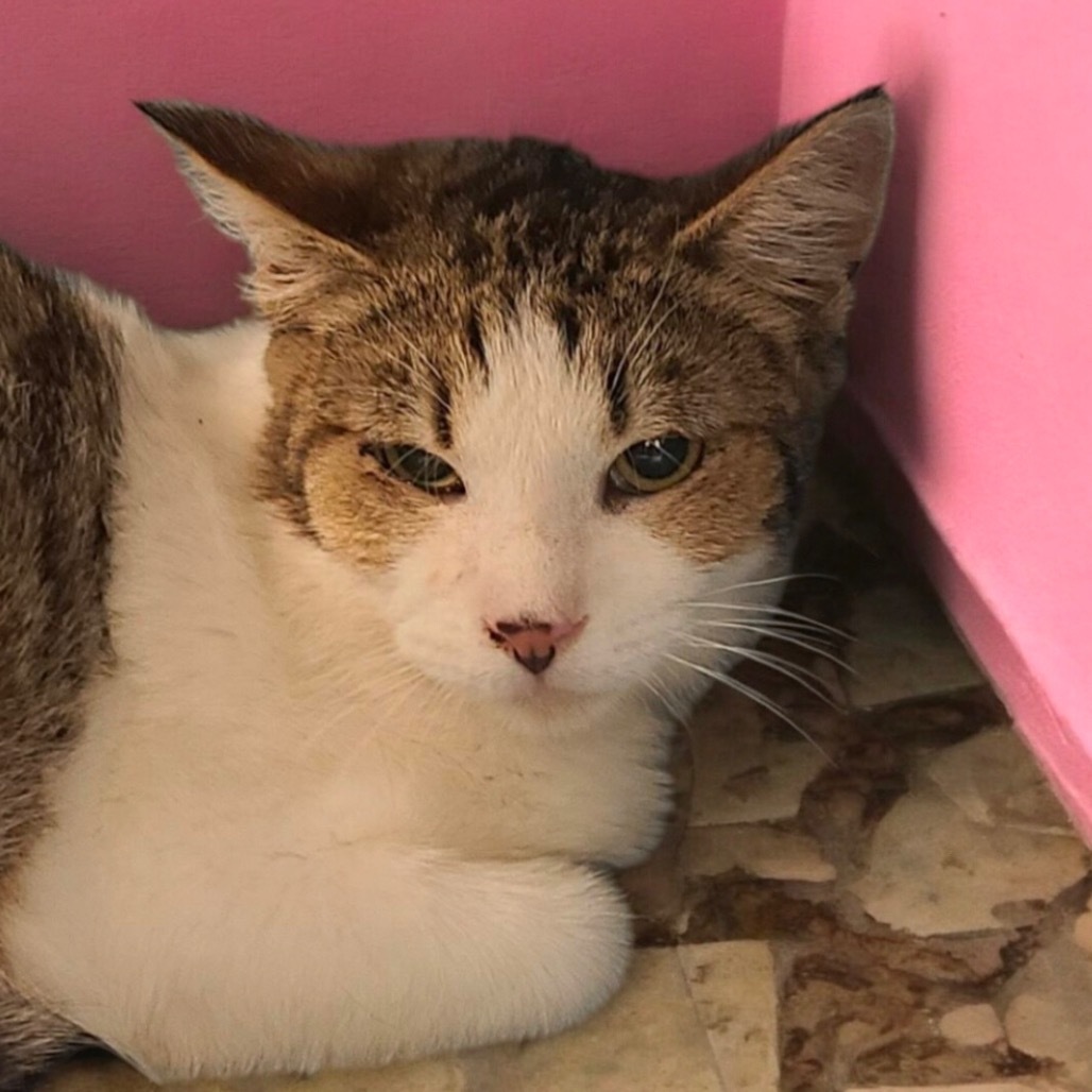 Sora, an adoptable Domestic Short Hair in Hemet, CA, 92543 | Photo Image 1