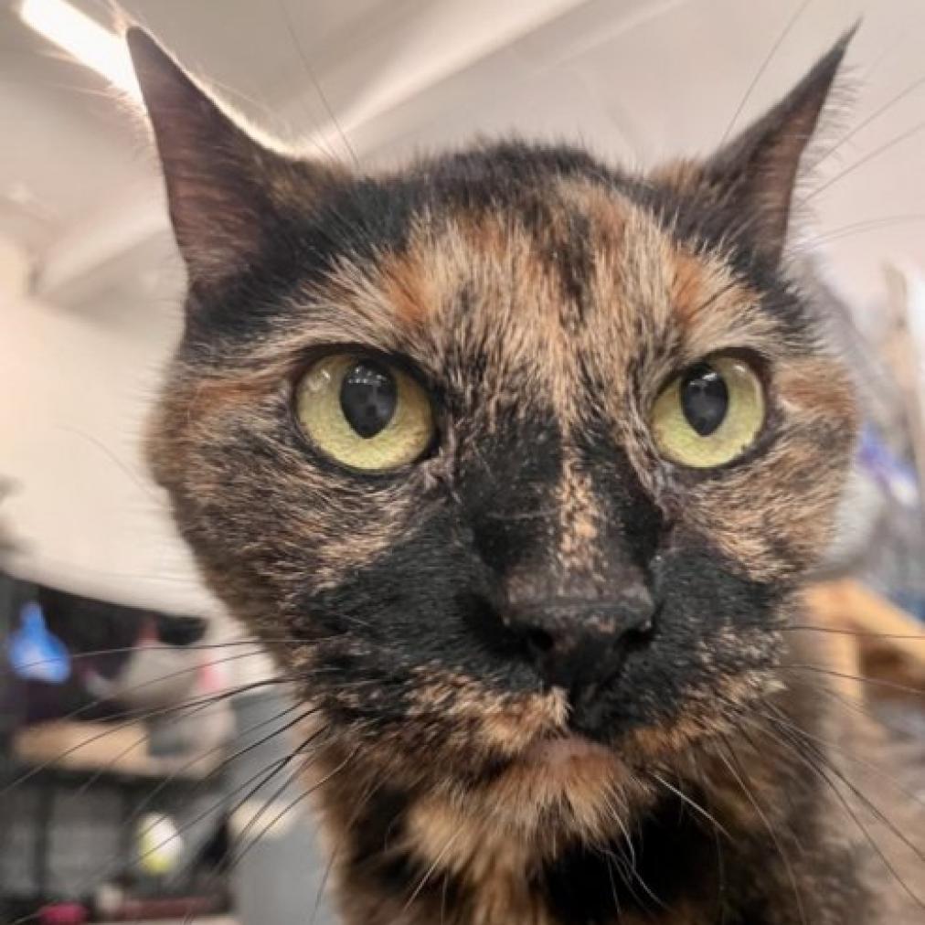 Batman, an adoptable Domestic Short Hair in Hemet, CA, 92543 | Photo Image 1