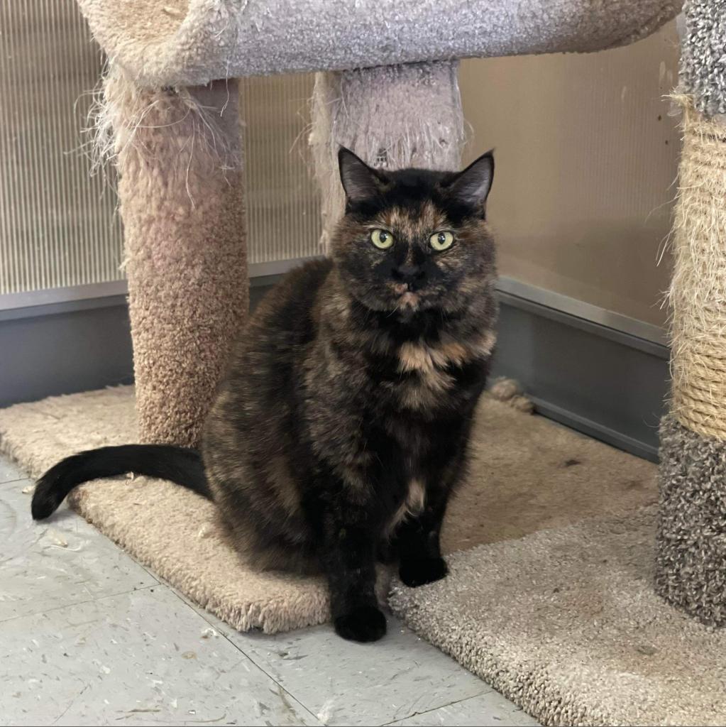 Batman, an adoptable Domestic Short Hair in Hemet, CA, 92543 | Photo Image 2