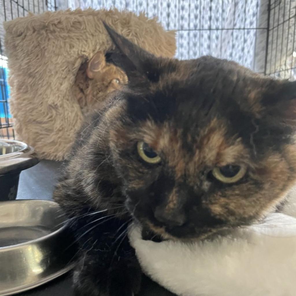 Batman, an adoptable Domestic Short Hair in Hemet, CA, 92543 | Photo Image 3