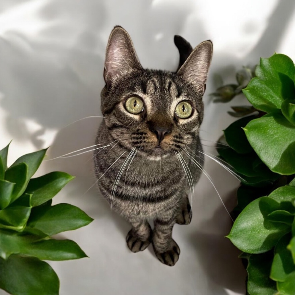 Tiger, an adoptable Domestic Short Hair in Hemet, CA, 92543 | Photo Image 1