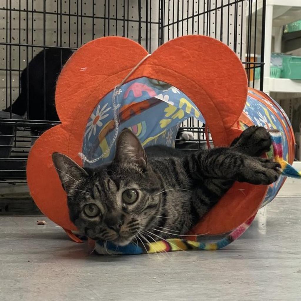 Tiger, an adoptable Domestic Short Hair in Hemet, CA, 92543 | Photo Image 2
