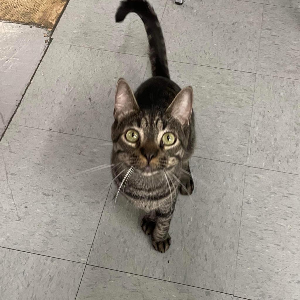 Tiger, an adoptable Domestic Short Hair in Hemet, CA, 92543 | Photo Image 3