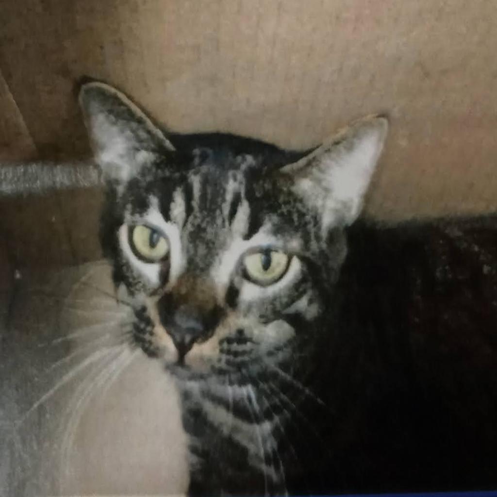 Tiger, an adoptable Domestic Short Hair in Hemet, CA, 92543 | Photo Image 4