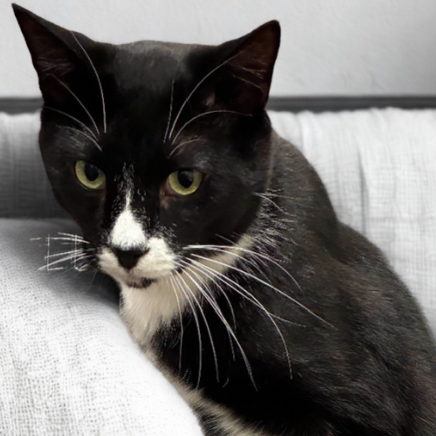 Omi, an adoptable Domestic Short Hair in Hemet, CA, 92543 | Photo Image 1