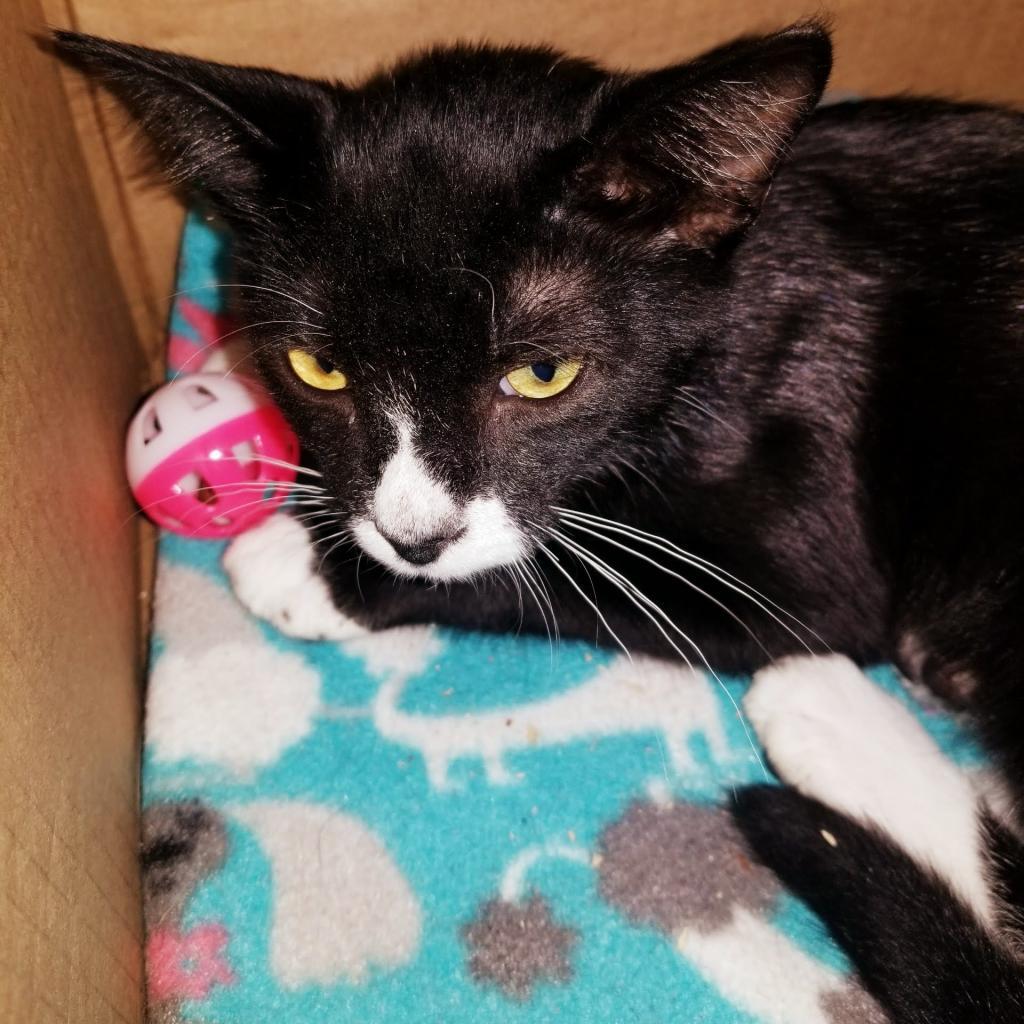 Omi, an adoptable Domestic Short Hair in Hemet, CA, 92543 | Photo Image 2